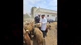 إطلاق 9 قوافل بيطرية علاجية مجانية في 5 محافظات (12)