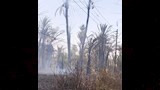 حريق نخل