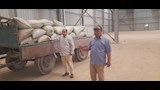 توريد القمح 