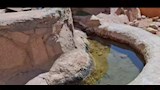 مجرى مياه لري الحيوانات والطيور