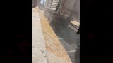 محافظ أسيوط يعلن انتهاء موسم حصاد القمح بتوريد 147 ألف طن (2)