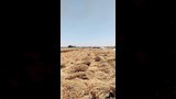 محافظ أسيوط يعلن انتهاء موسم حصاد القمح بتوريد 147 ألف طن (12)