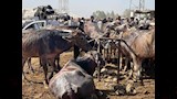 أسواق المواشي في محافظة الإسماعيلية (1)