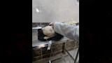 قوافل بيطرية مجانية لرعاية 15 ألف حيوان في 10 محافظات (8)