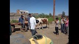 قوافل بيطرية مجانية لرعاية 15 ألف حيوان في 10 محافظات (7)
