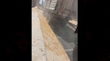  محصول القمح