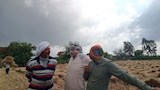 حصاد القمح في كفر الشيخ (1)