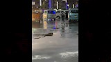 سقوط أمطار بالمنوفية