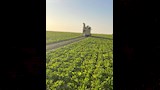 انطلاق موسم حصاد محصول بنجر السكر  