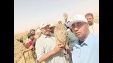 انطلاق موسم حصاد محصول بنجر السكر  