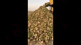 انطلاق موسم حصاد محصول بنجر السكر  