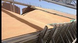 توريد القمح