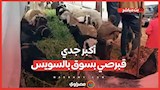 شاهد أكبر جدي قبرصي بسوق بالسويس.. الماعز ب 220 جنيهًا والضاني 210