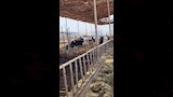 أرشيفية