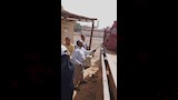 توريد 150 ألف طن قمح للصوامع منذ بدء الحصاد  (3)
