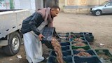 مملكة التوت