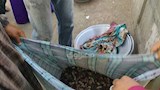 مملكة التوت