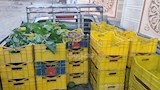 مملكة التوت