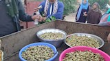 مملكة التوت
