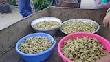 مملكة التوت