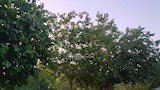 مملكة التوت