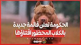 الحكومة تعلن قائمة جديدة بالكلاب المحظور اقتناؤها