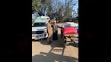 قمح (2)