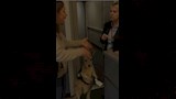 حقيقة فيديو لكنغر مسافر على طائرة.. يحمل تذكرة وين