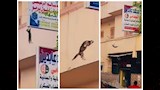 انقاذ قطة (4)