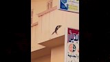انقاذ قطة (2)