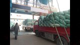 موسم توريد القمح في المنيا