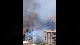 حريق أشجار في الإسكندرية (4)