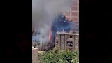 حريق أشجار في الإسكندرية (3)