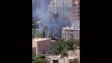 حريق أشجار في الإسكندرية (2)