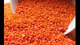 اسعار العدس