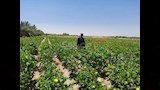 نجاح التجربة 