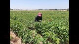 لاول مرة القطن في صحراء سيناء 