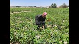 القطن بجنوب سيناء 