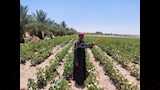 تجربة زراعة القطن 