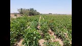 القطن في صحراء سيناء 