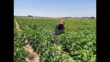 تجربة زراعة القطن بجنوب سيناء