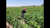 زراعة القطن