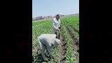 مكافحة الآفات تنهي أعمال حملة مكافحة القوارض وتواصل متابعة الآفات الأخرى  (9)