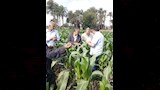 مكافحة الآفات تنهي أعمال حملة مكافحة القوارض وتواصل متابعة الآفات الأخرى  (3)