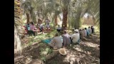 الزراعة تنفذ 2000 نشاط إرشادي لدعم أكثر من 51 ألف مزارع (5)