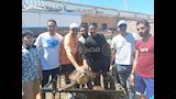 إنقاذ سلحفاة نادرة مهددة بالانقراض في الإسكندرية  (2)