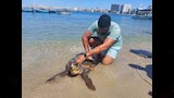 إطلاق سلحفاة بحرية في الإسكندرية بعد إنقاذها (8)