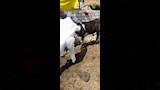 الزراعة تنظم قوافل علاجية وحملات تقصي وبائي على أسواق اللحوم (3)