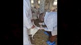 الزراعة تنظم قوافل علاجية وحملات تقصي وبائي على أسواق اللحوم (2)