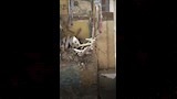انهيار منزل في الإسكندرية (4)_4